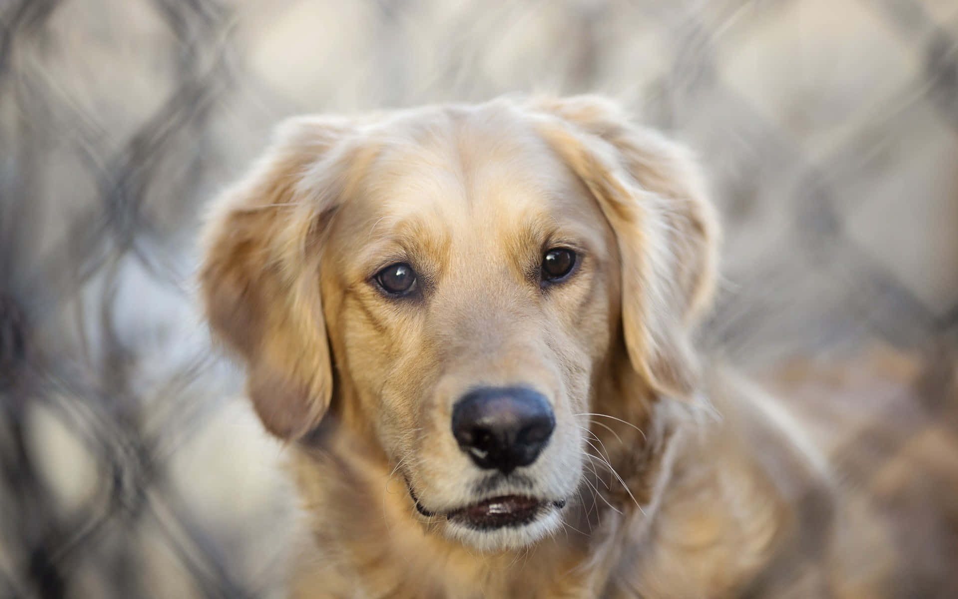 Beautiful Cute Golden Dog Picture