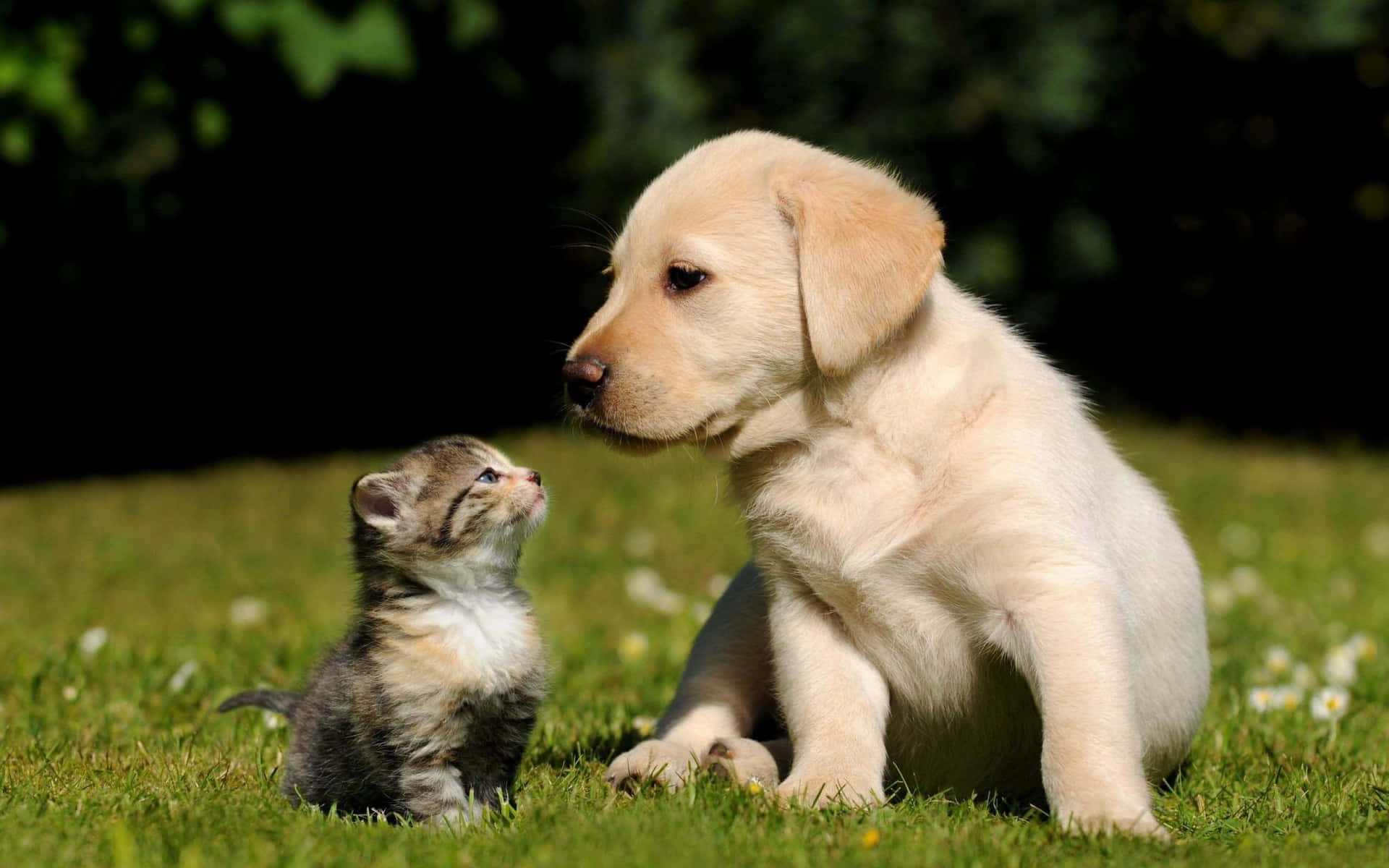Beautiful Baby Cat Dog Picture
