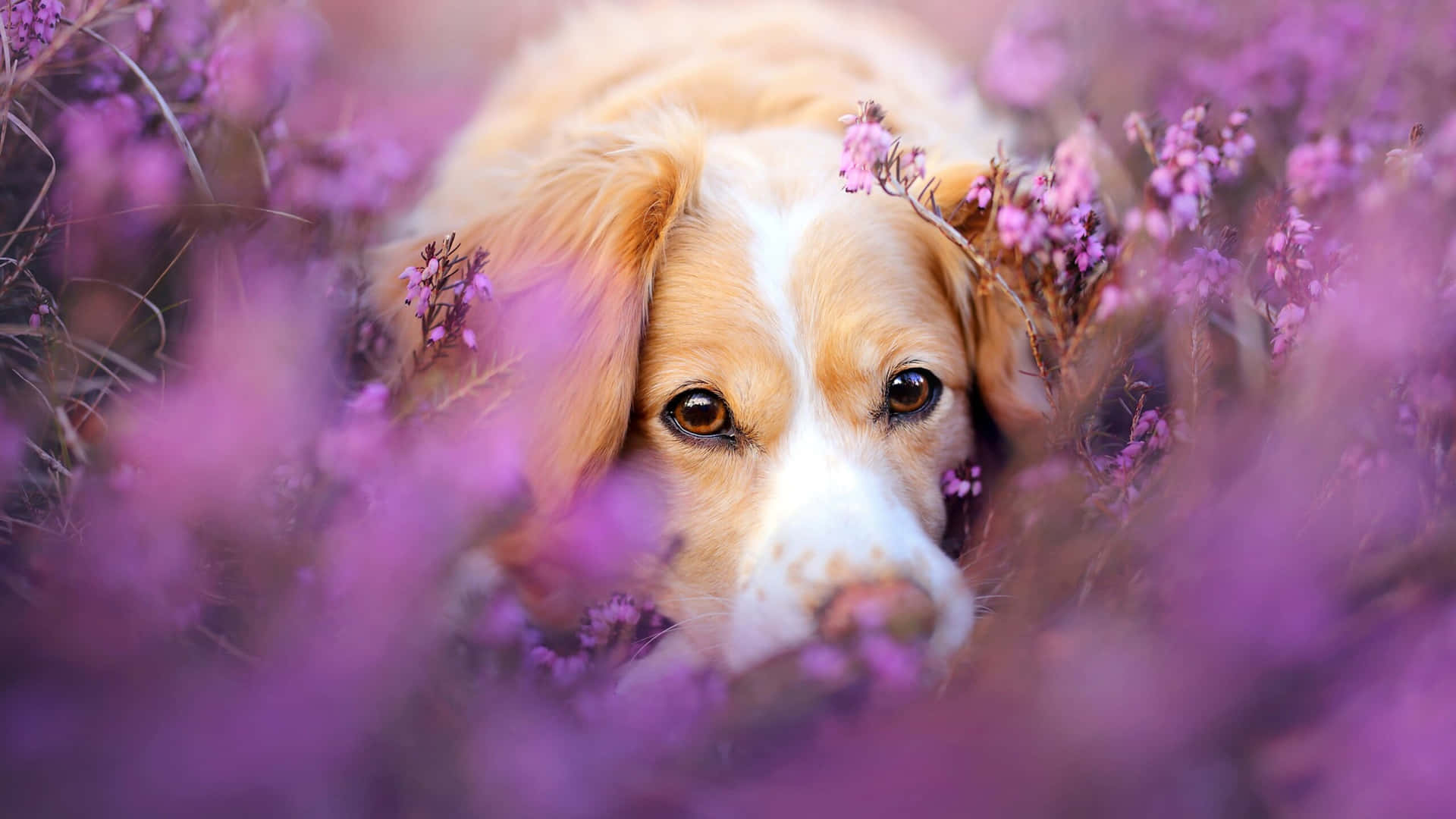Beautiful Dog Lavender Flower Picture