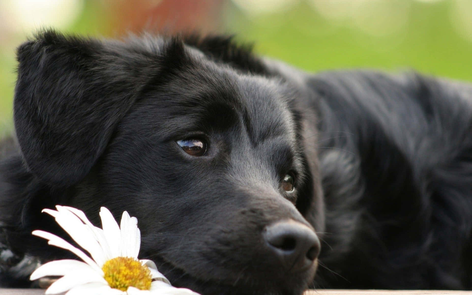 Beautiful Black Flower Dog Picture