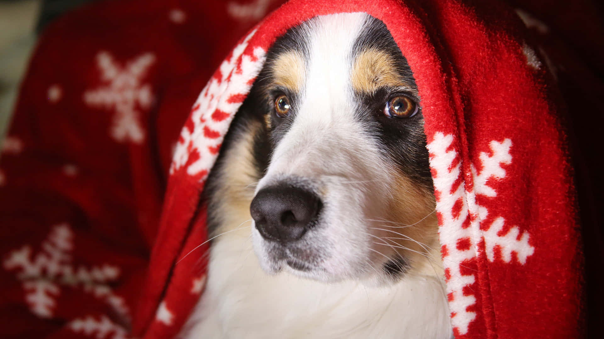 Beautiful Dog Christmas Blanket Picture