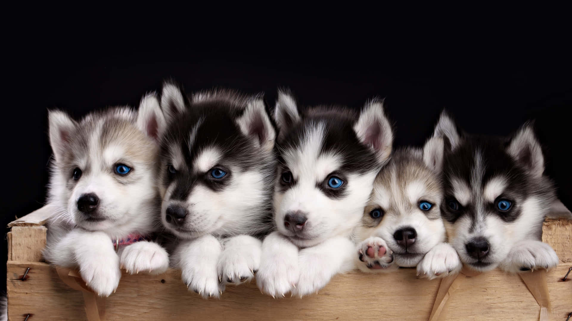 Beautiful Dog Puppy Husky Picture