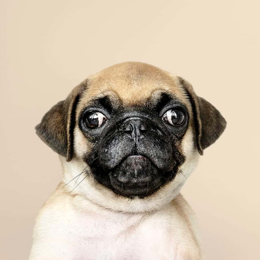 Beautiful Little Pug Dog Picture