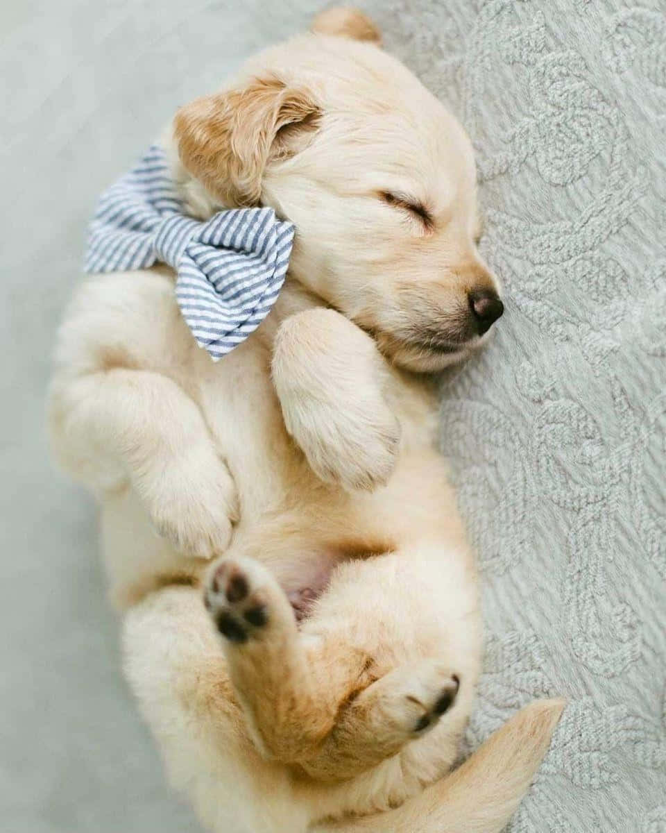 Beautiful Sleeping Bow Dog Picture