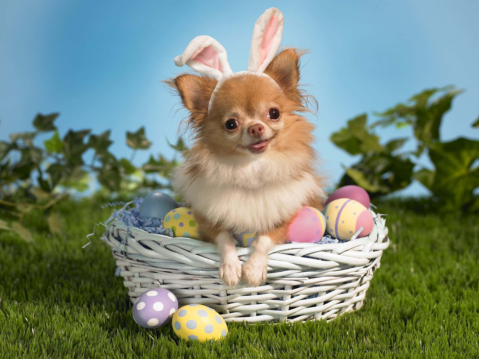 Beautiful Easter Eggs Dog Picture