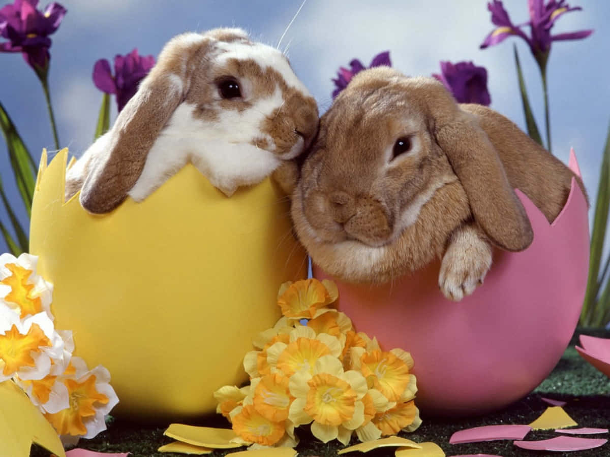 Beautiful Easter Fluffy Bunnies Picture