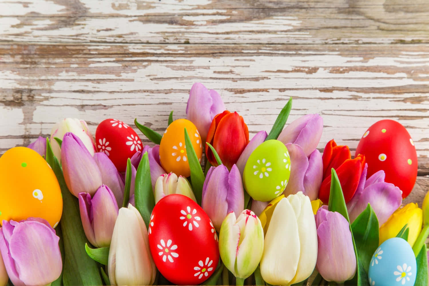 Bellissimaimmagine Di Tulipani E Uova Per Pasqua