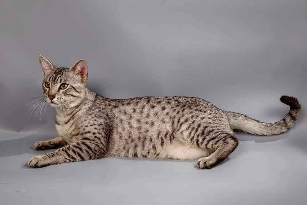 Beautiful Egyptian Mau Cat Posing For A Portrait Wallpaper