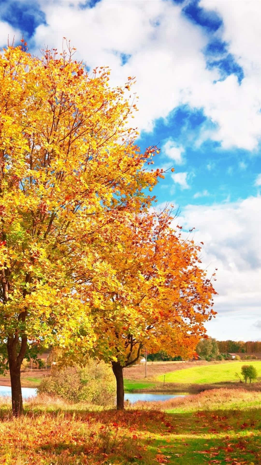 autumn trees in the field Wallpaper