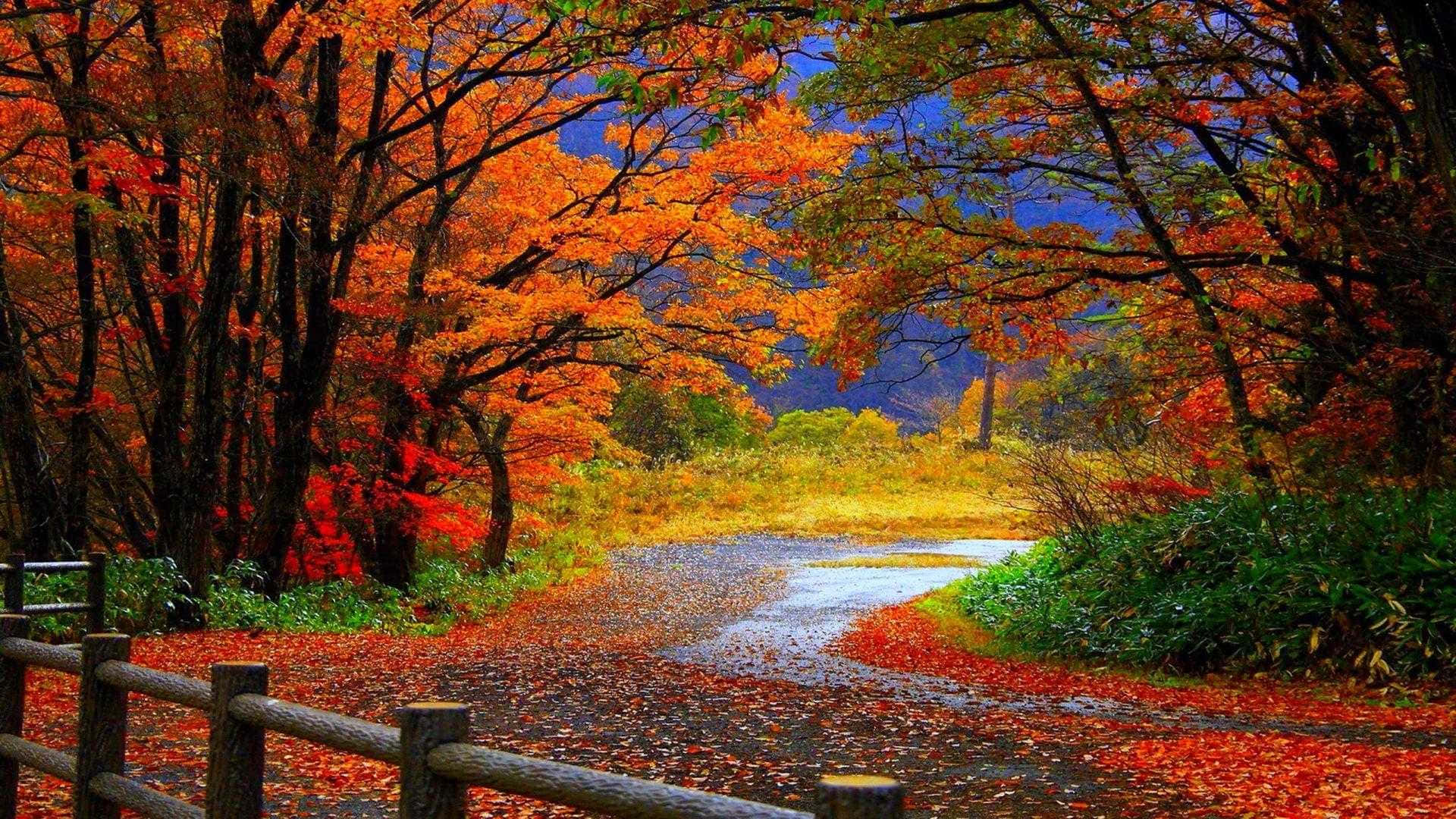Autumn Leaves On A Path With A Fence Wallpaper