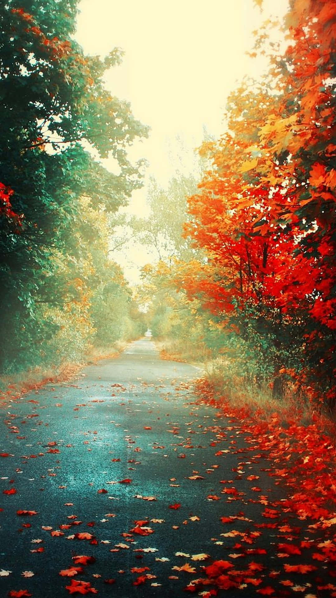 autumn leaves on a road Wallpaper