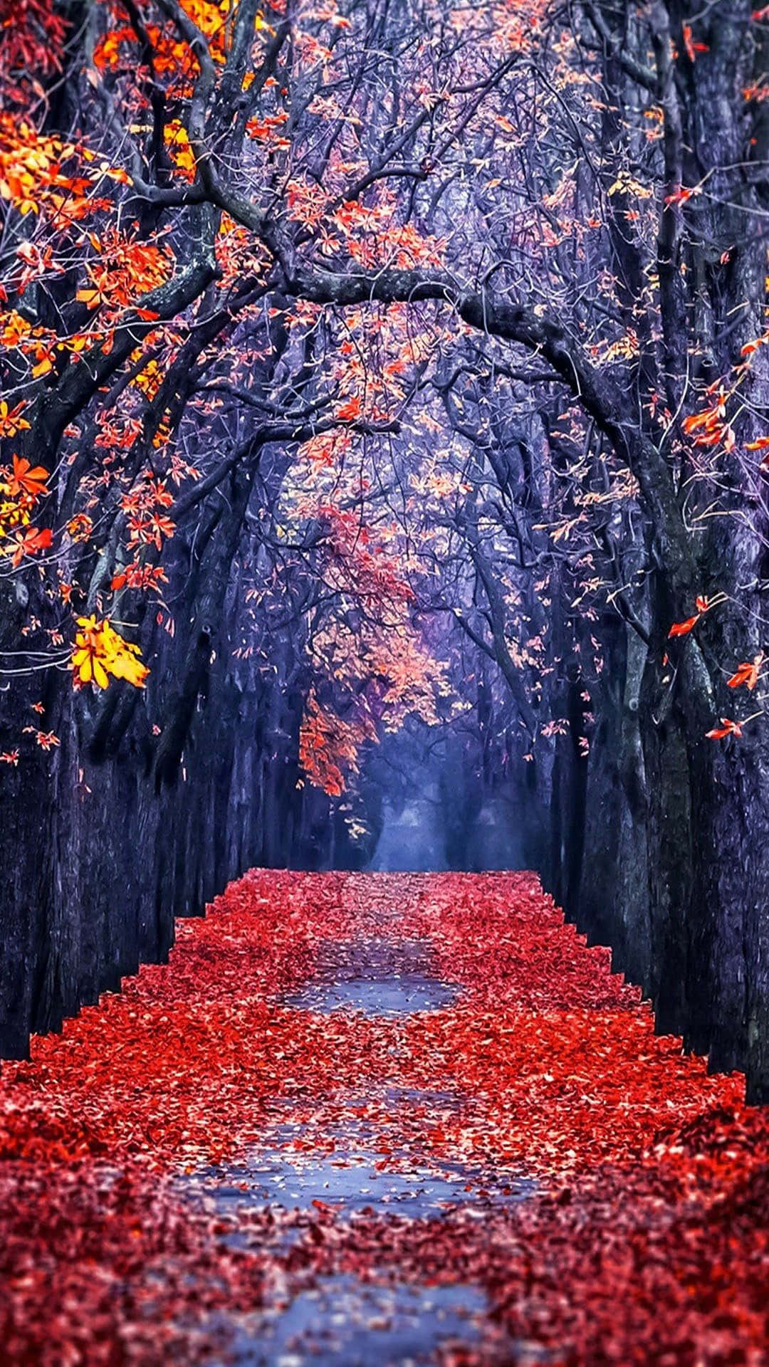 a red path lined with leaves in the forest Wallpaper