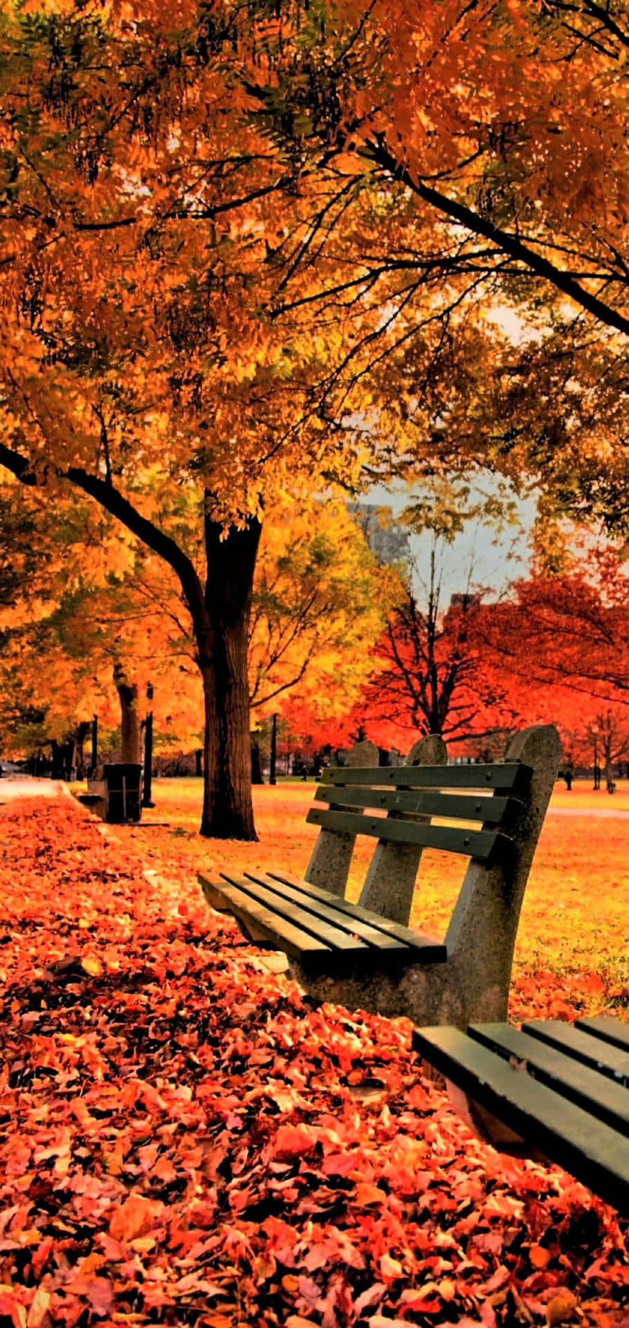 A Bench In A Park Wallpaper