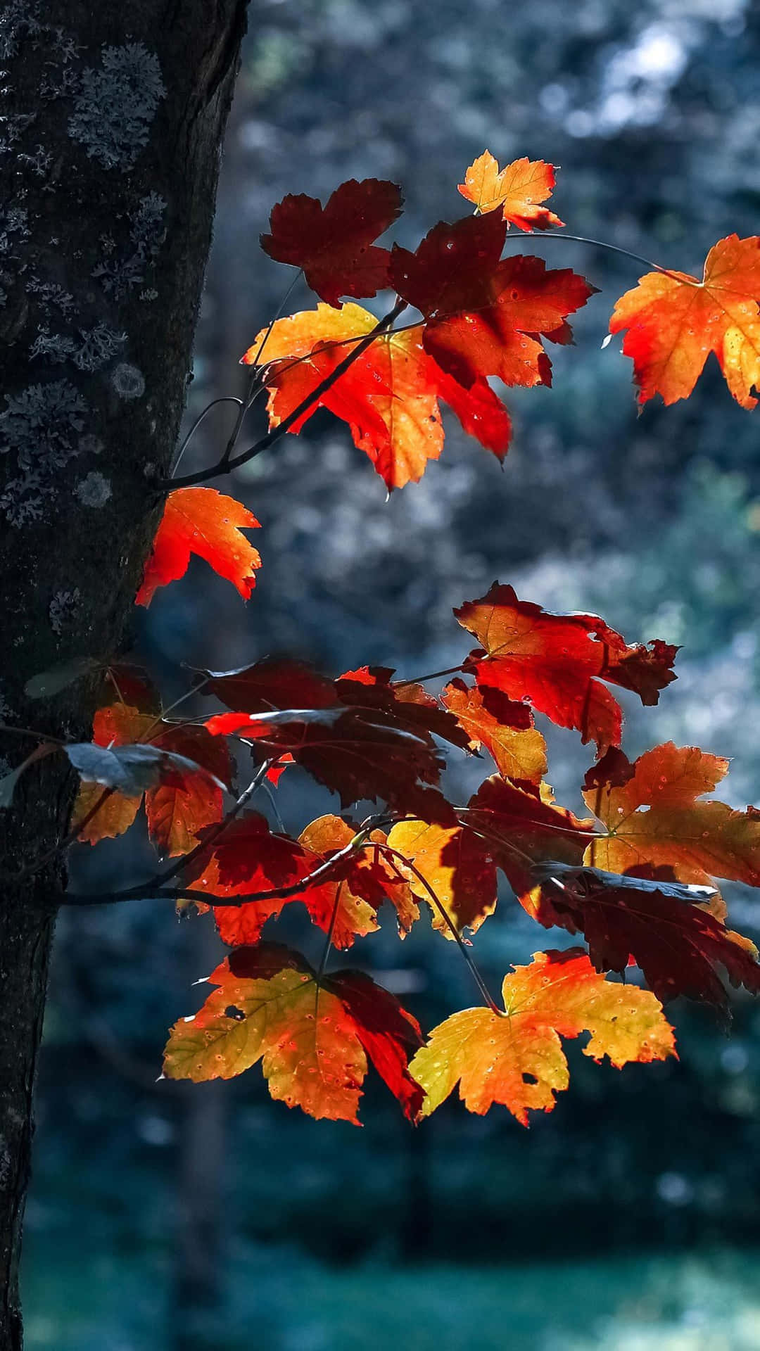 Herbstblätterhängen Von Einem Baum. Wallpaper