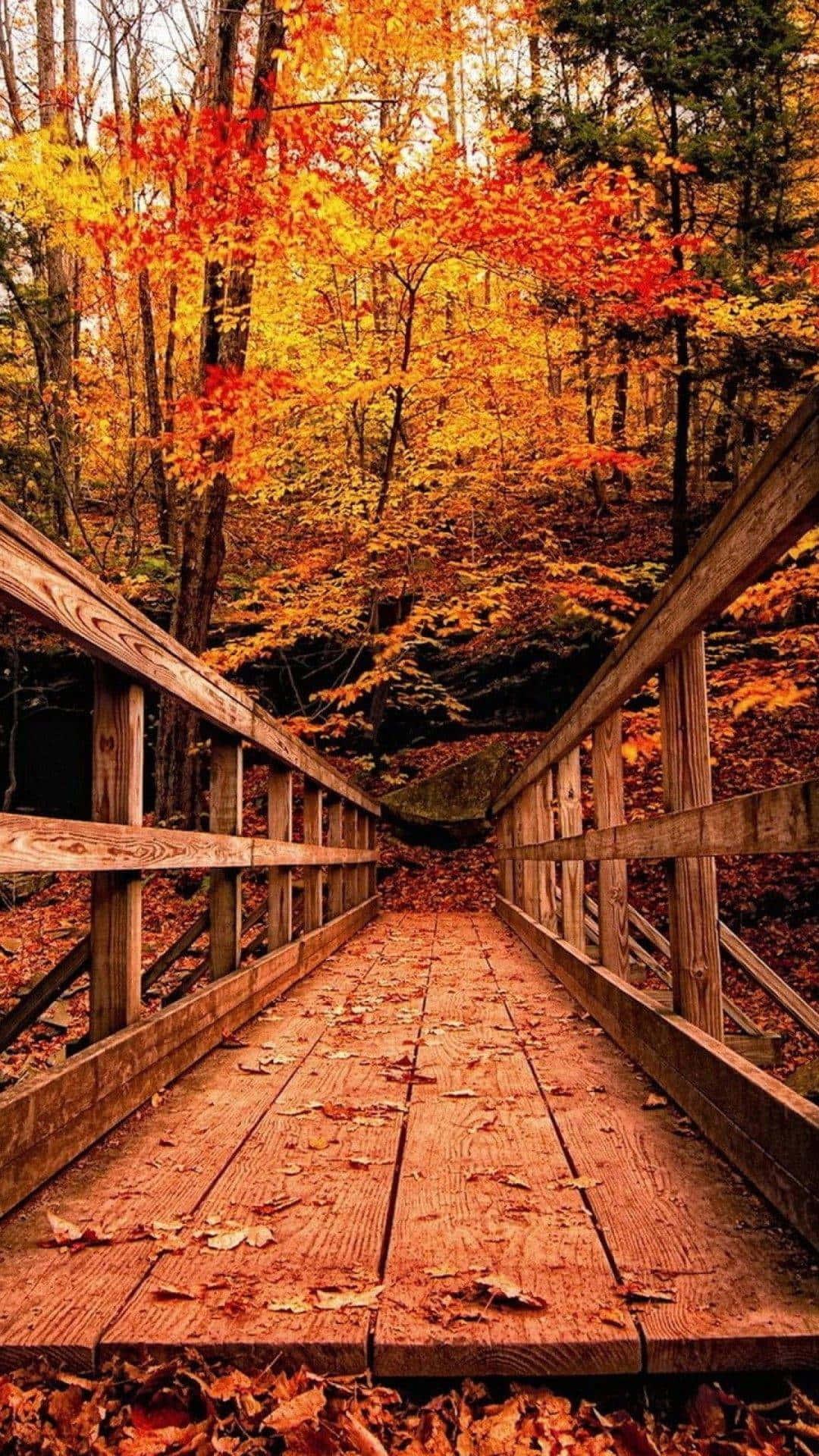 a wooden bridge in the woods with fall leaves Wallpaper