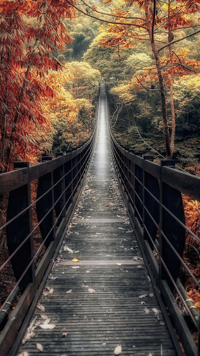 Et træbro i skoven med efterårets blade der falder Wallpaper