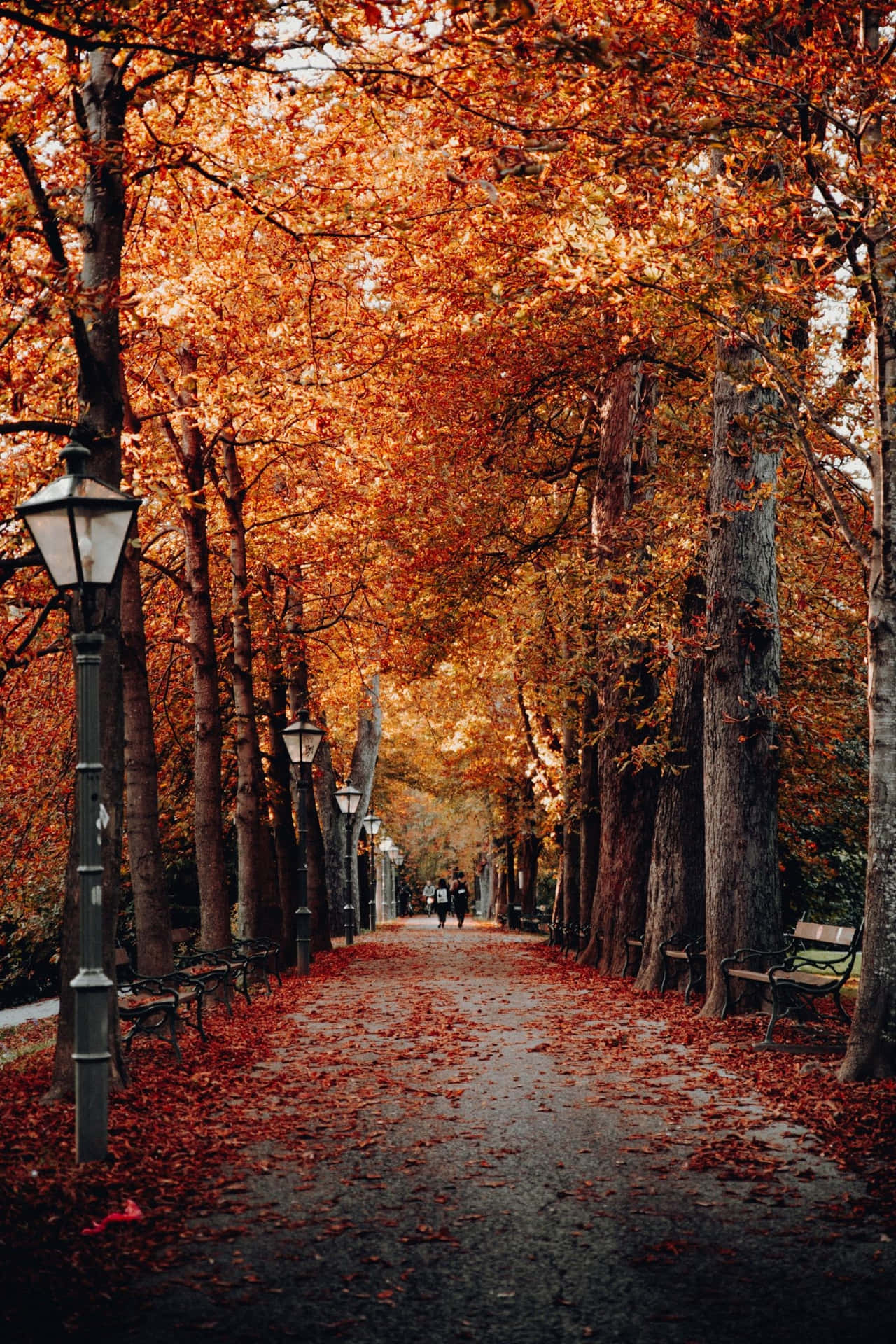En sti, der er befaret med træer i efteråret Wallpaper