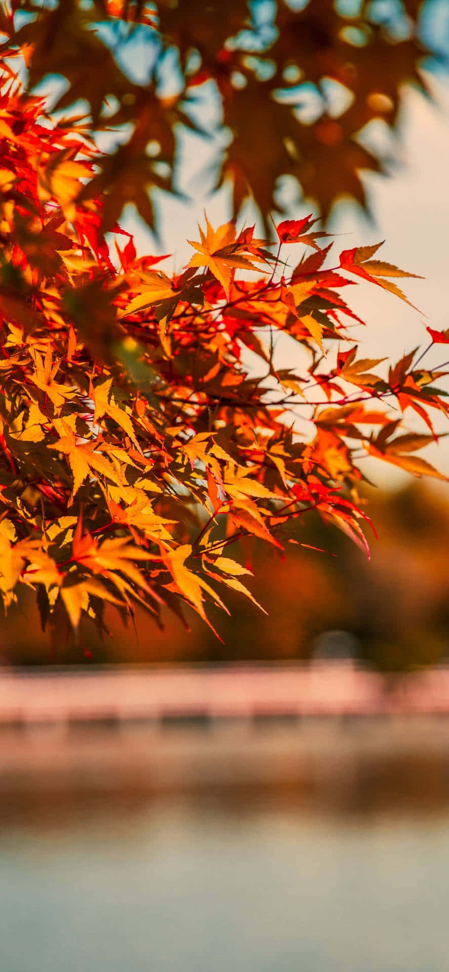 autumn leaves on a tree near a lake Wallpaper