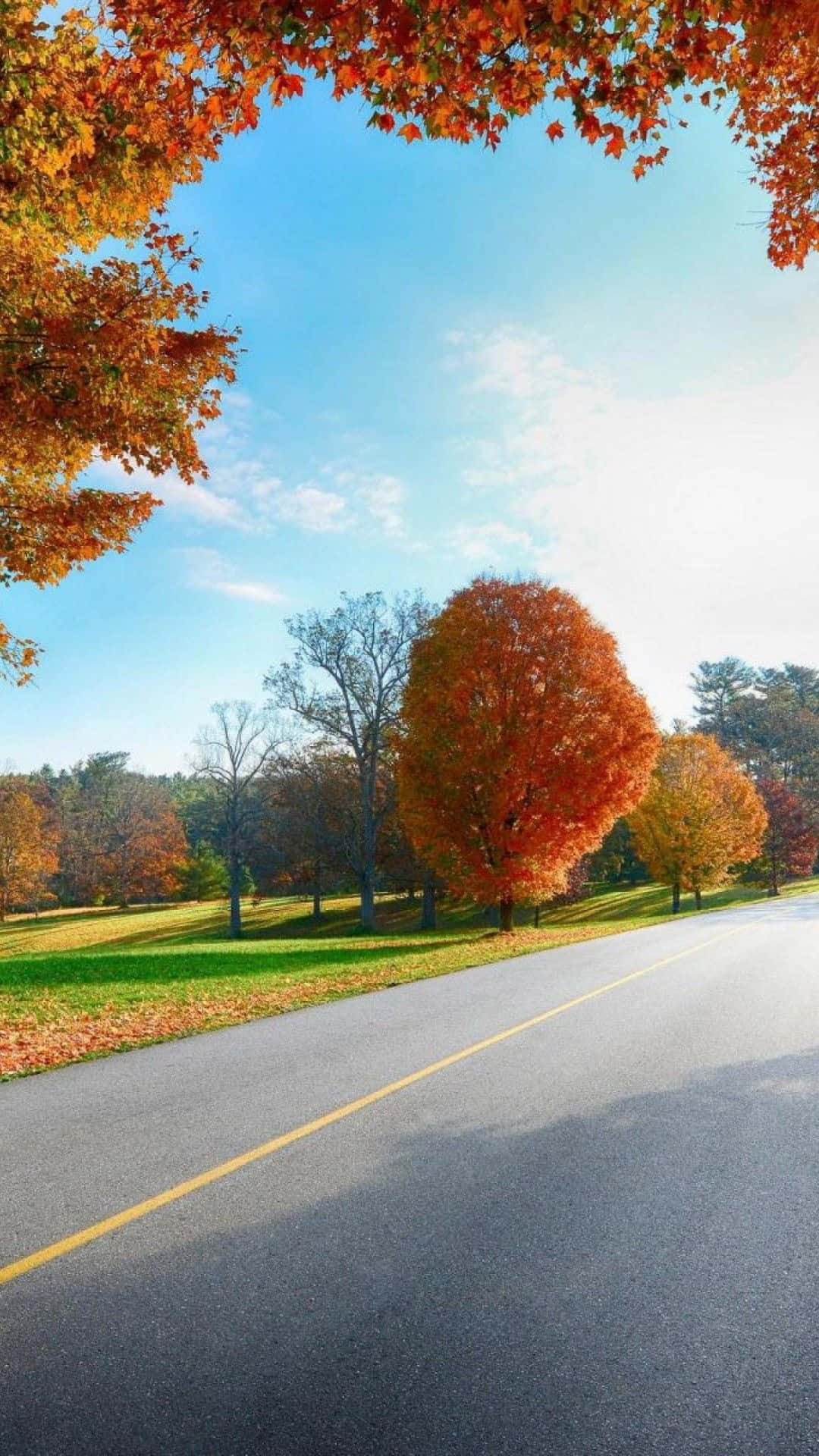 a road with trees in the fall Wallpaper