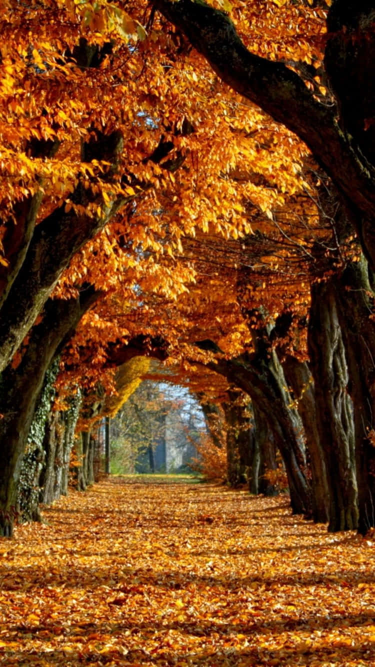 Efterårets blade på jorden i et park Wallpaper