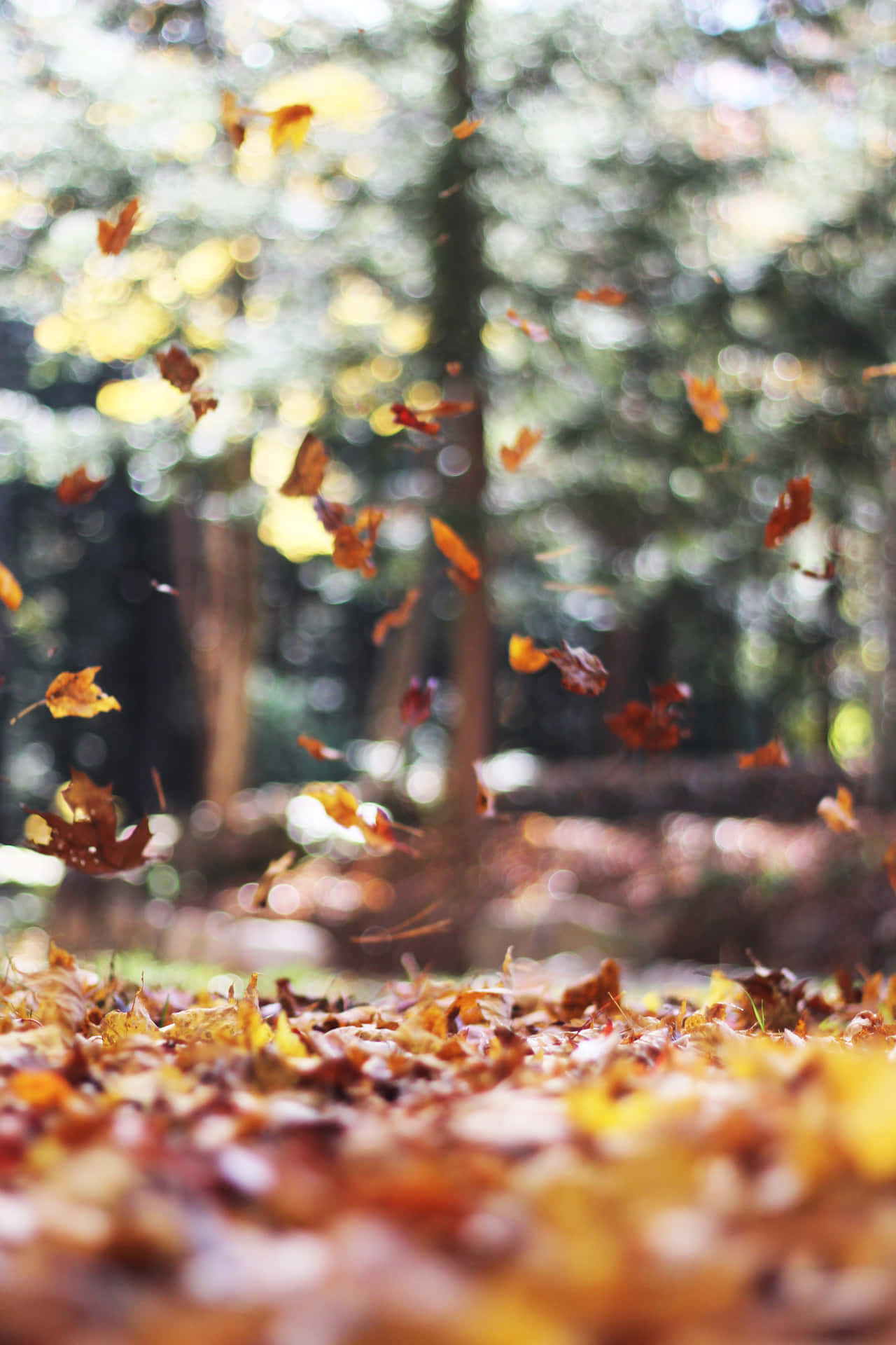 autumn leaves falling on the ground Wallpaper