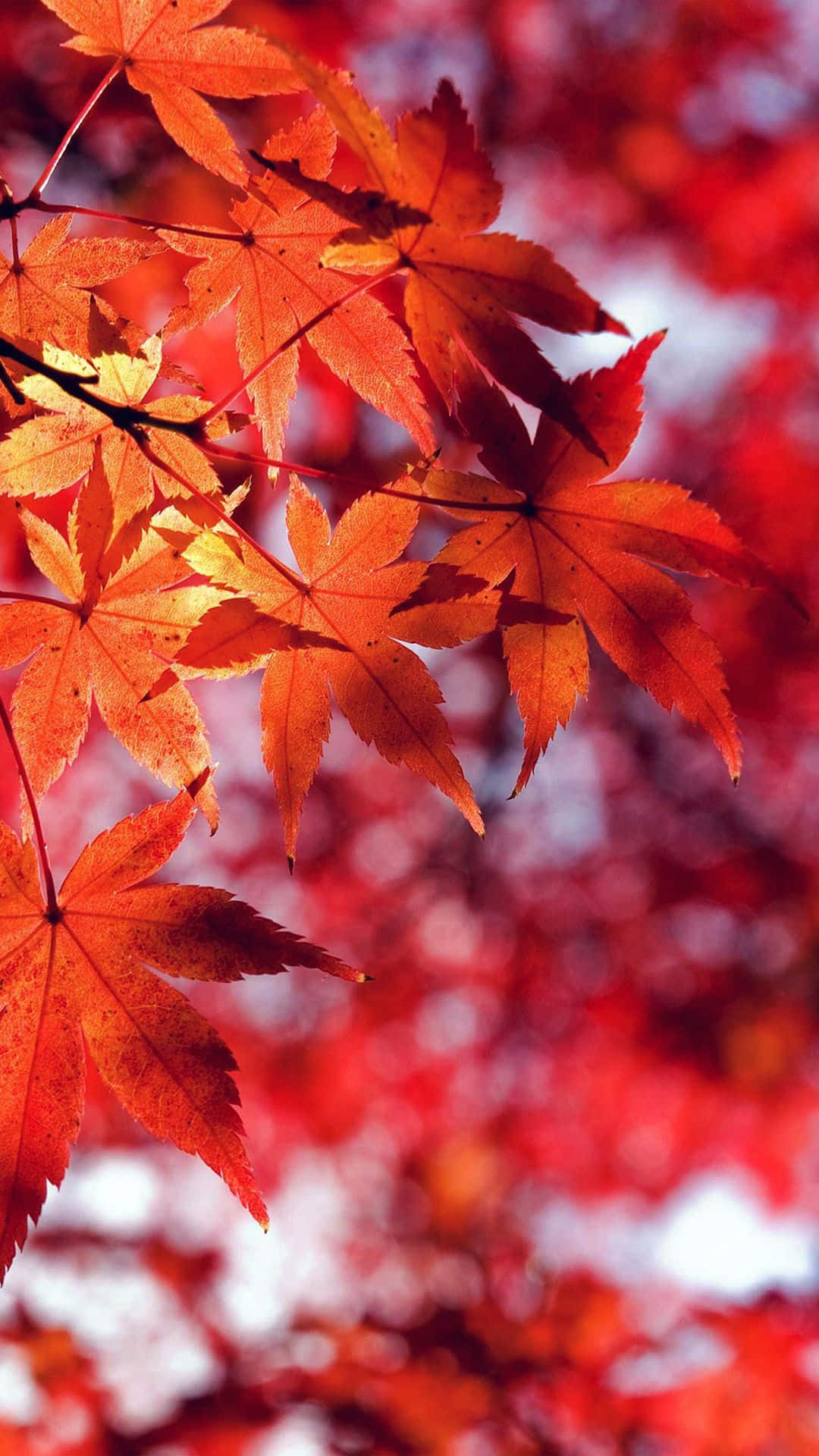 "Experience the Beauty of Fall on Your Screen" Wallpaper