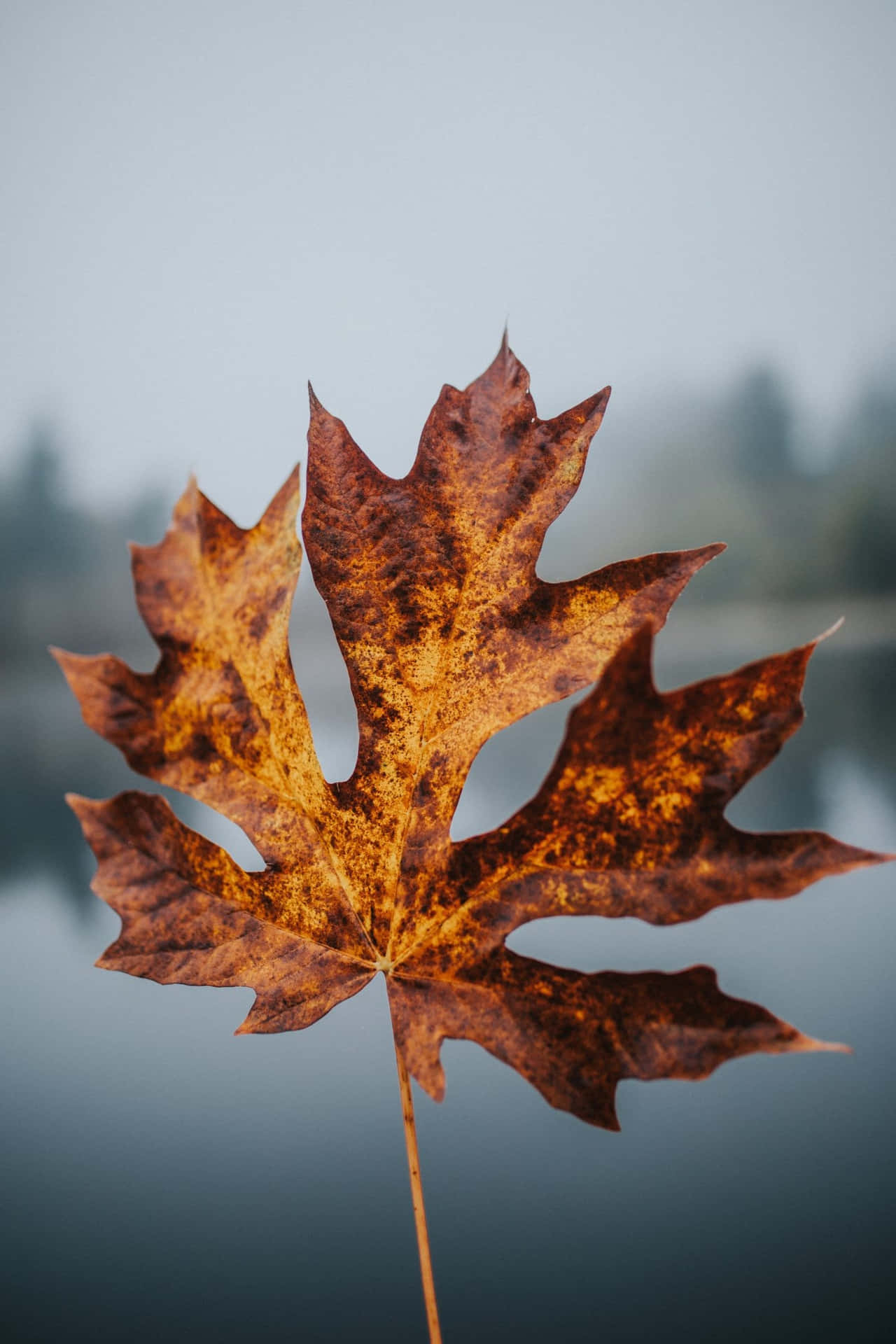 a leaf on a branch in front of a lake Wallpaper