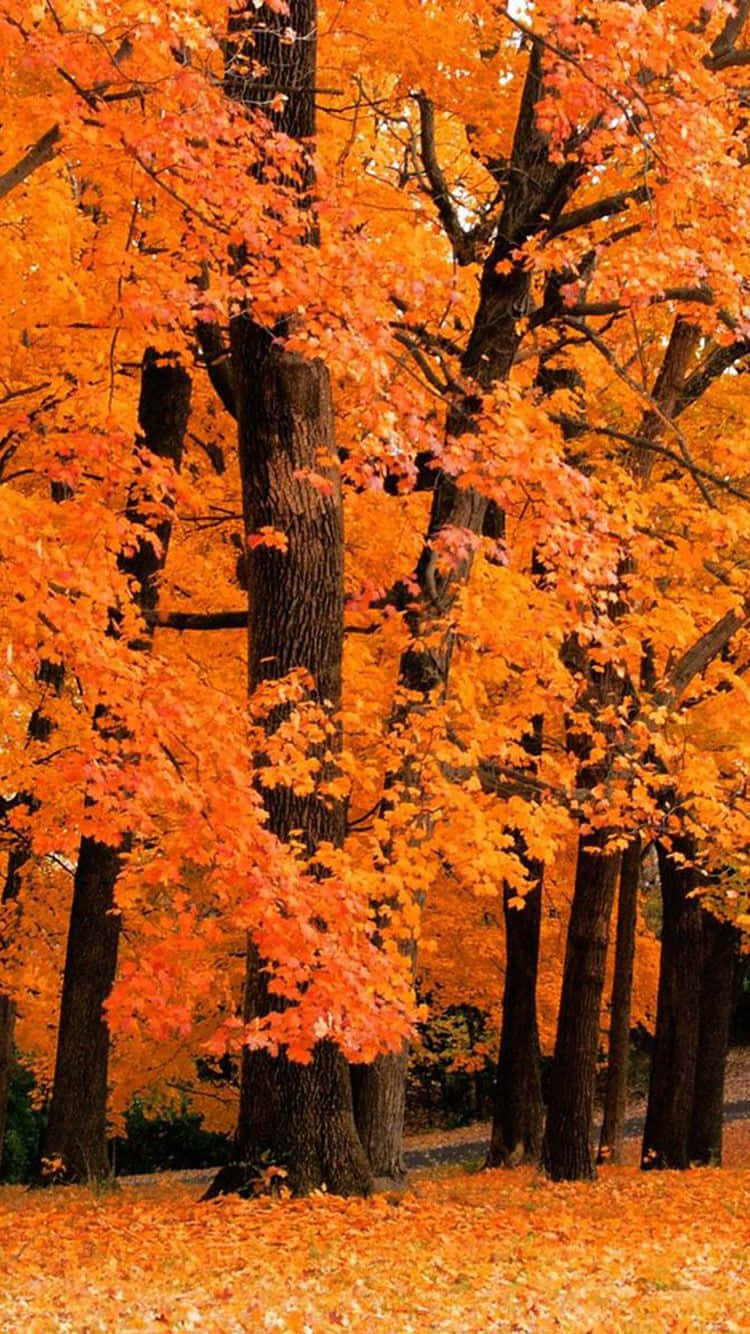 Herbstblätterauf Dem Boden In Einem Park Wallpaper