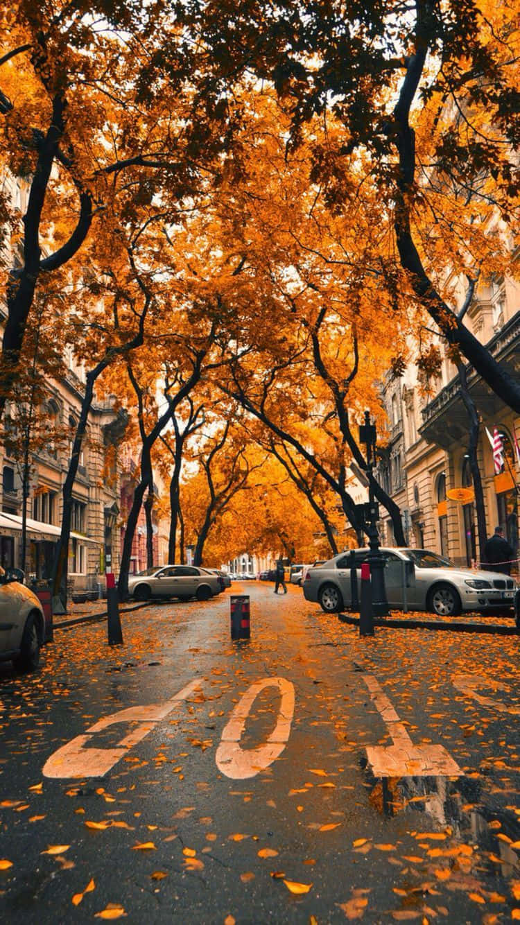 a street with trees covered in orange leaves Wallpaper
