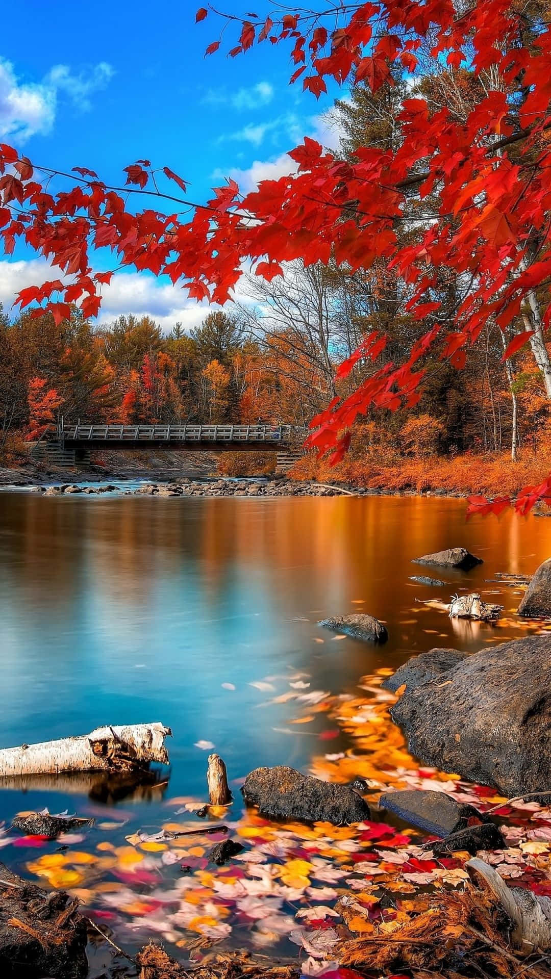 fall leaves on the water with a bridge Wallpaper