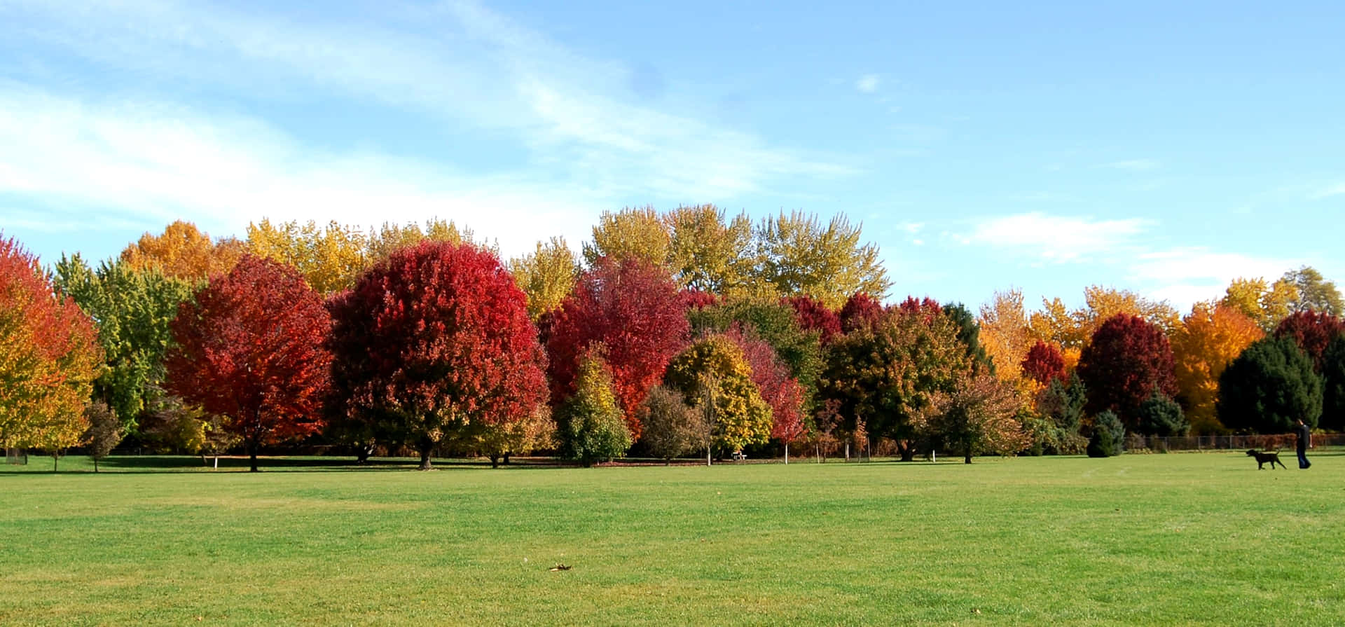 Wide Field Beautiful Fall Trees Pictures 2500 x 1165 Picture