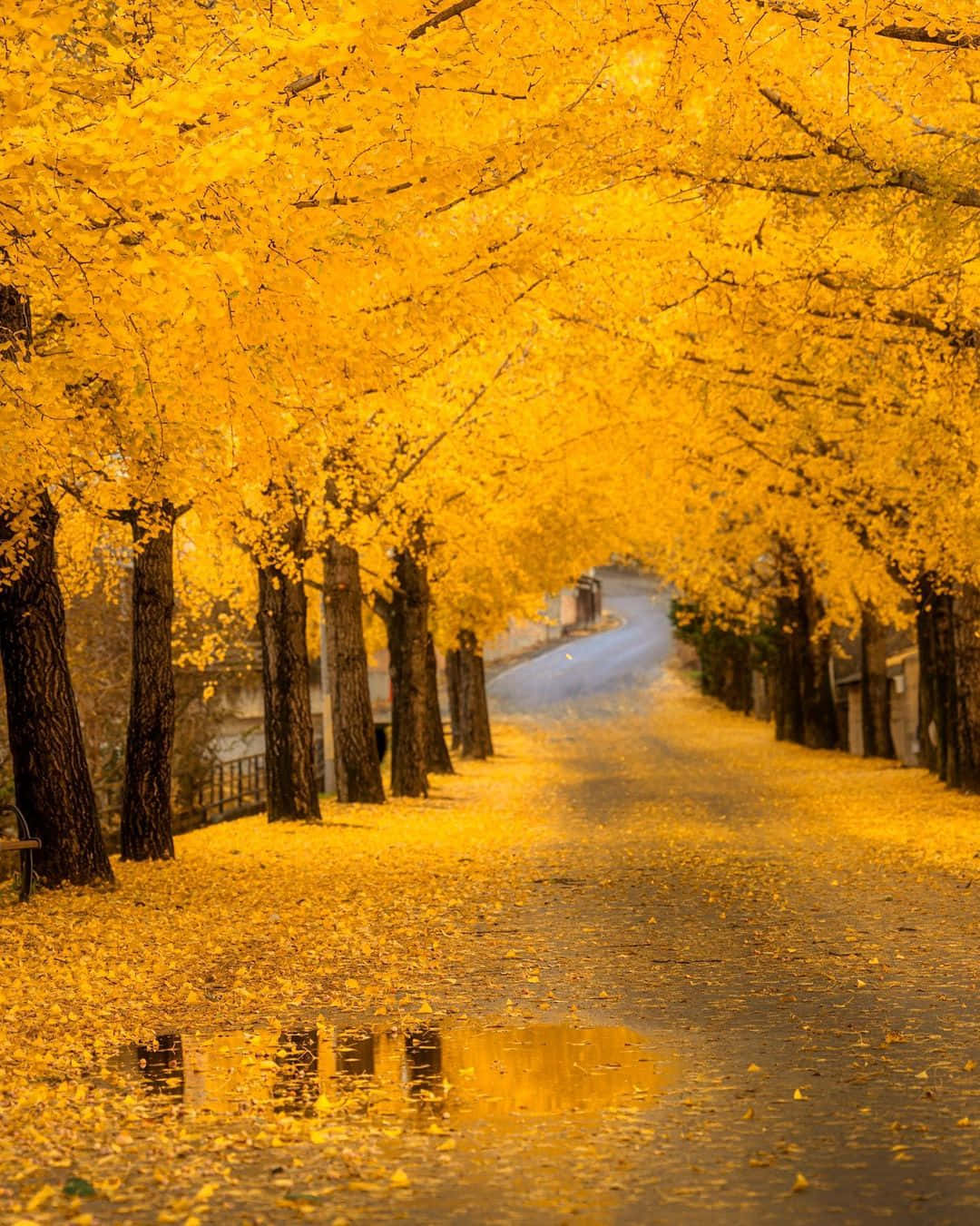 Beautiful Fall Yellow Leaves Pictures 1080 x 1351 Picture