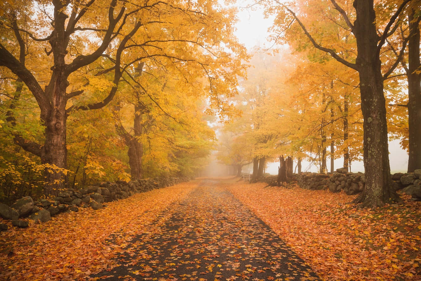 Foggy Road With Beautiful Fall Trees Pictures 1360 x 907 Picture