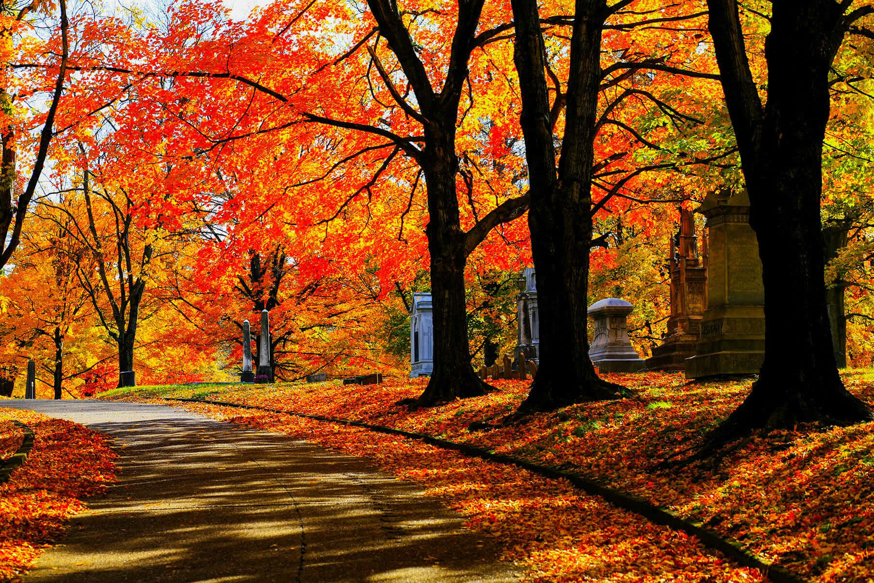 Curvy Road With Beautiful Fall Trees Pictures 1800 x 1200 Picture
