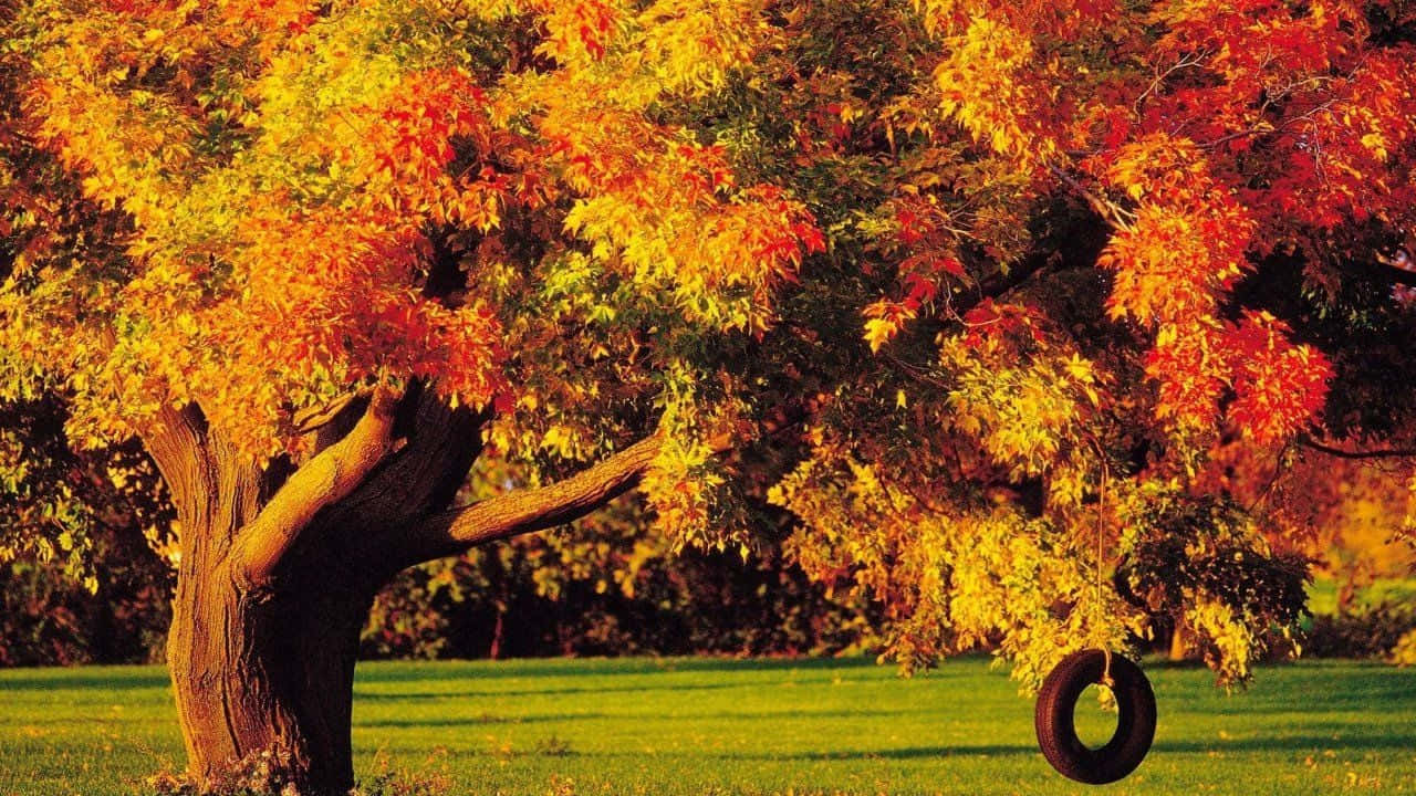 Njutav Höstens Färgprakt I Denna Vackra Höstscen På Din Datorskärm Eller Mobilbakgrund. Wallpaper