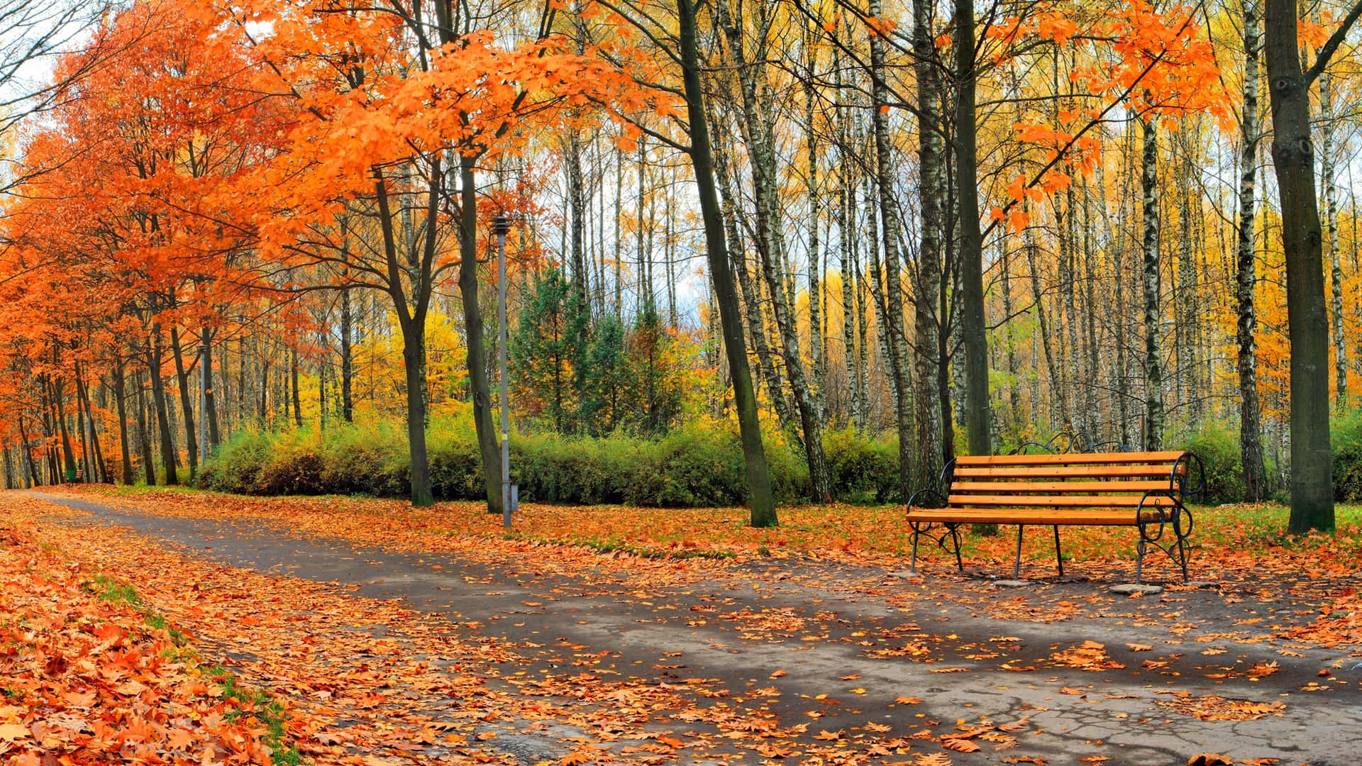Beautiful Fall Bench On Park Road Picture Wallpaper