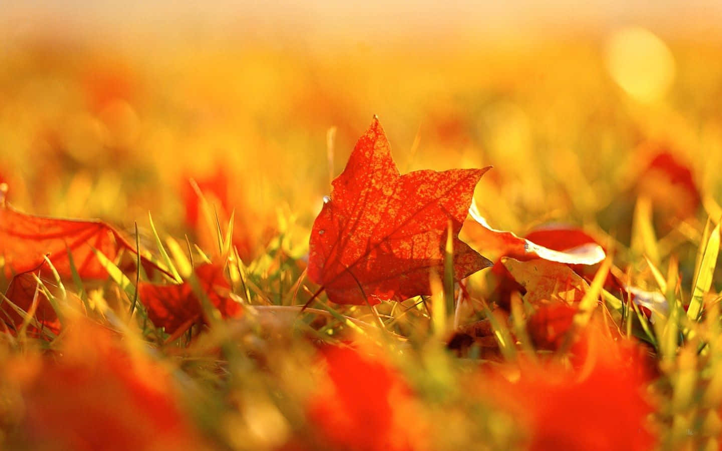 "The Colors of Fall" Wallpaper