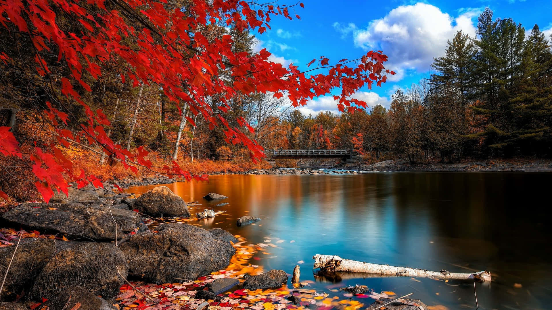 Godendodi Una Vista Panoramica Dei Colori Dell'autunno. Sfondo