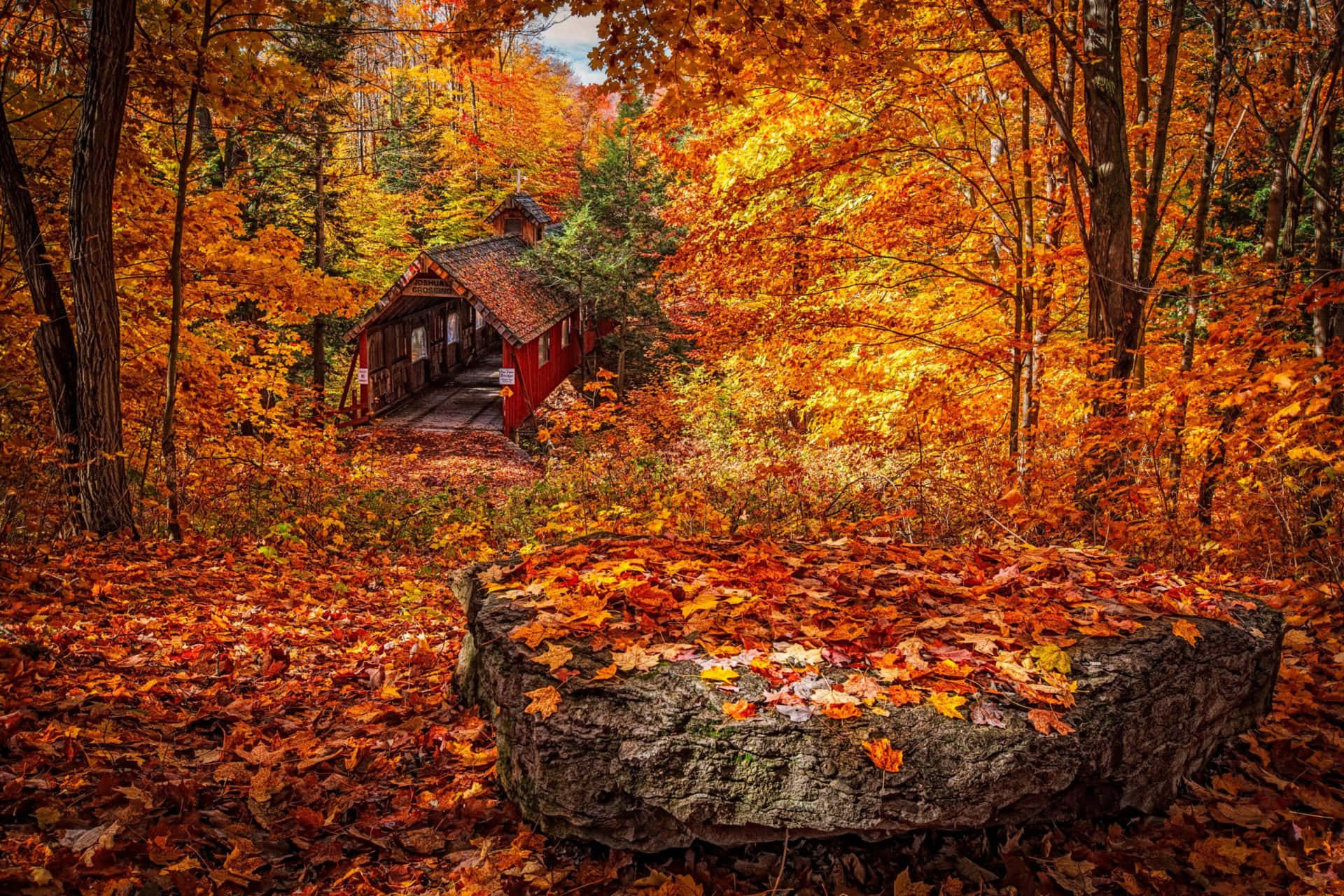 Abandoned Place With Beautiful Fall Trees Pictures 1920 x 1280 Picture