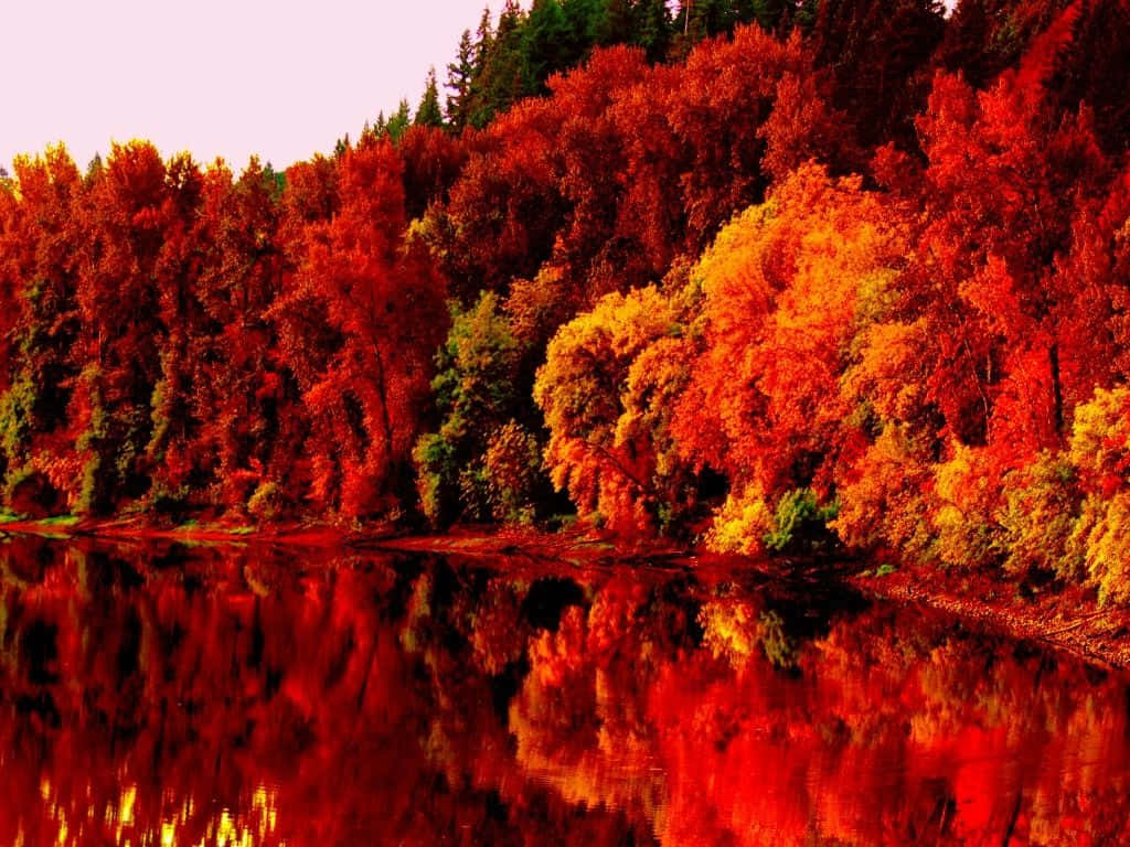 Smukke efterår træer sø refleksion billeder tapet Wallpaper