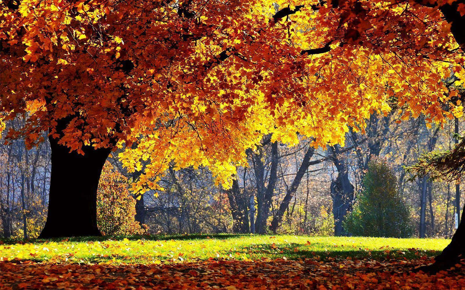 "A Relaxing Nature Fall Scene" Wallpaper