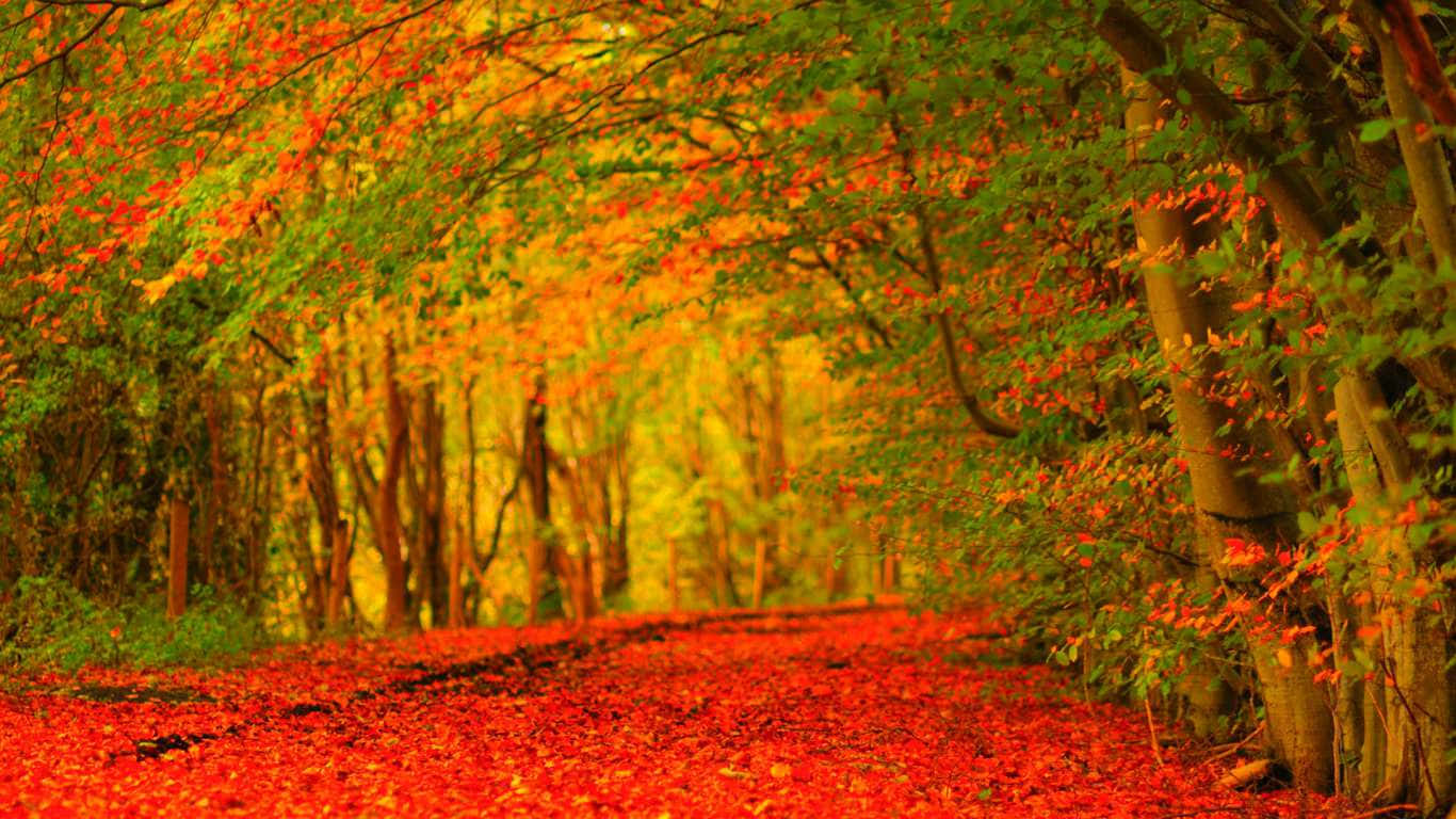 A Red Path In The Forest Wallpaper