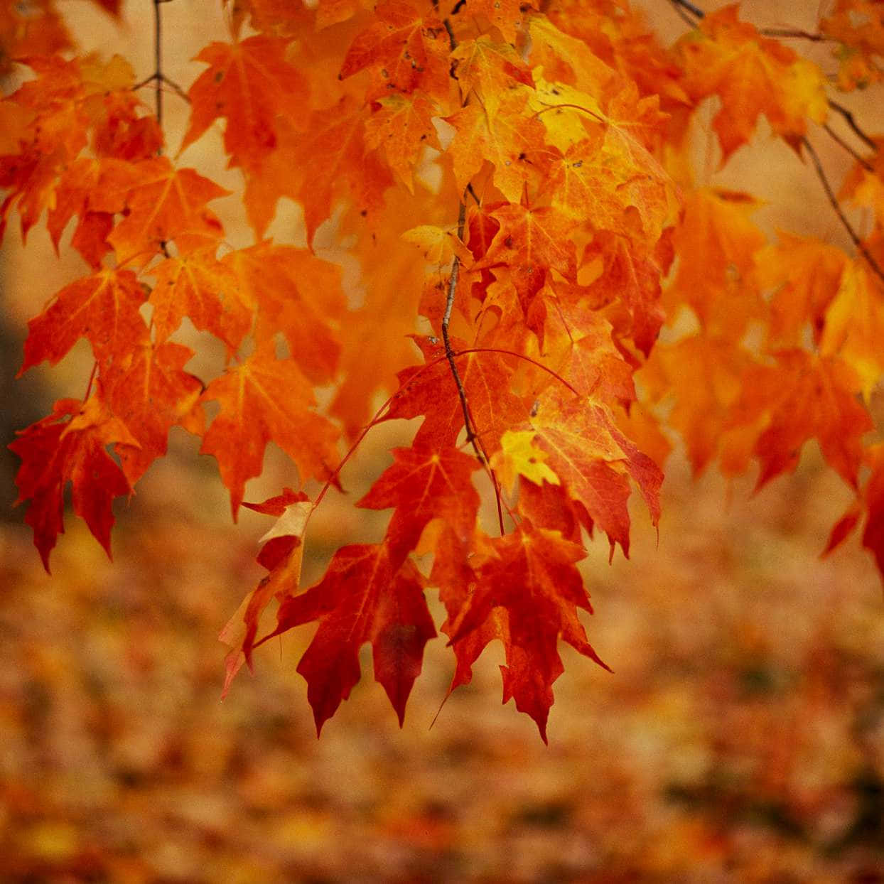 Beautiful Fall Withered Leaves Pictures 1244 x 1244 Picture