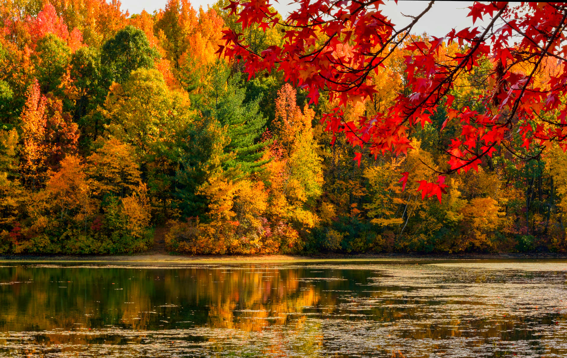 Lake Beautiful Fall Trees Pictures