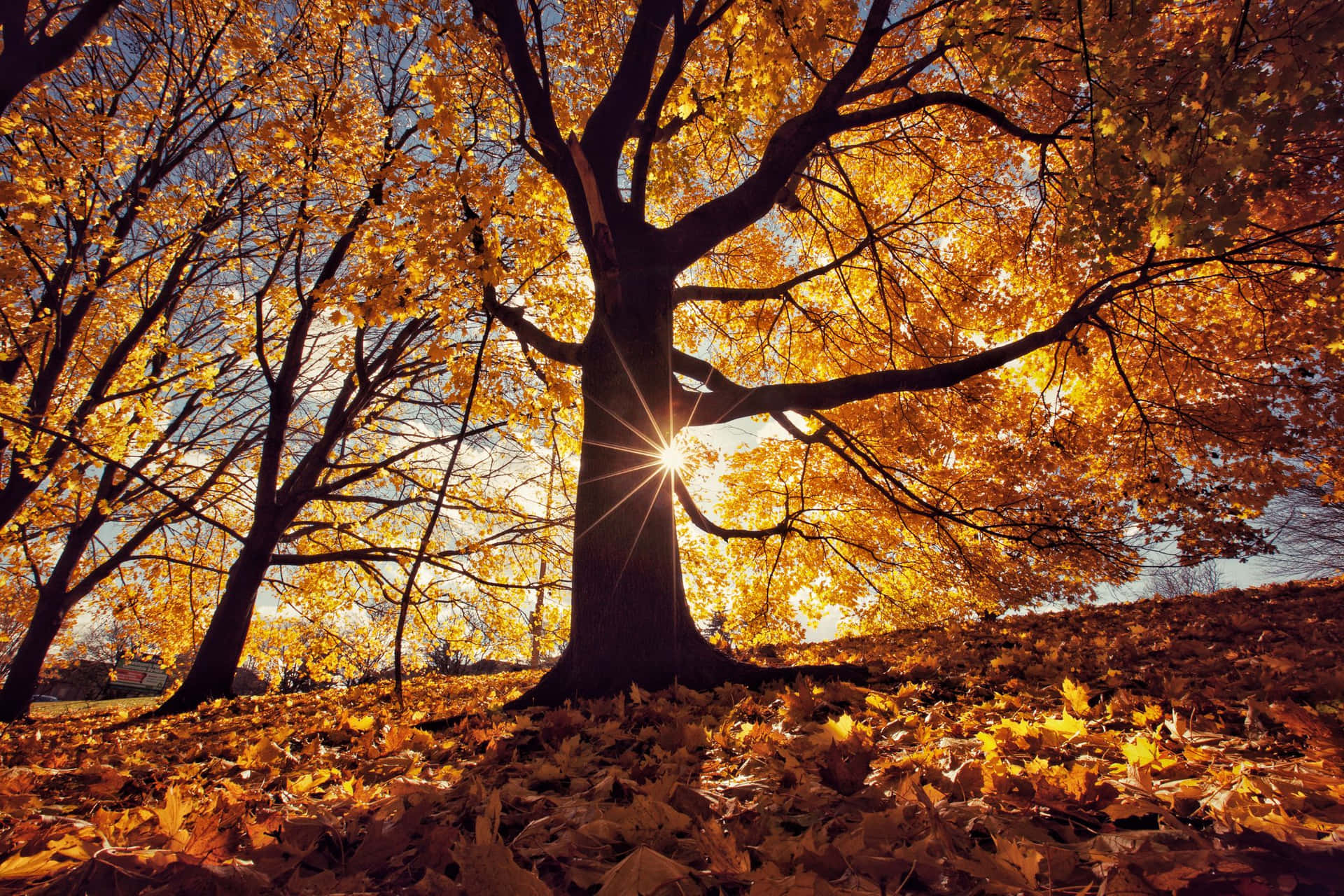 Bright Sunlight Covered By Beautiful Fall Tree Pictures 2121 x 1414 Picture