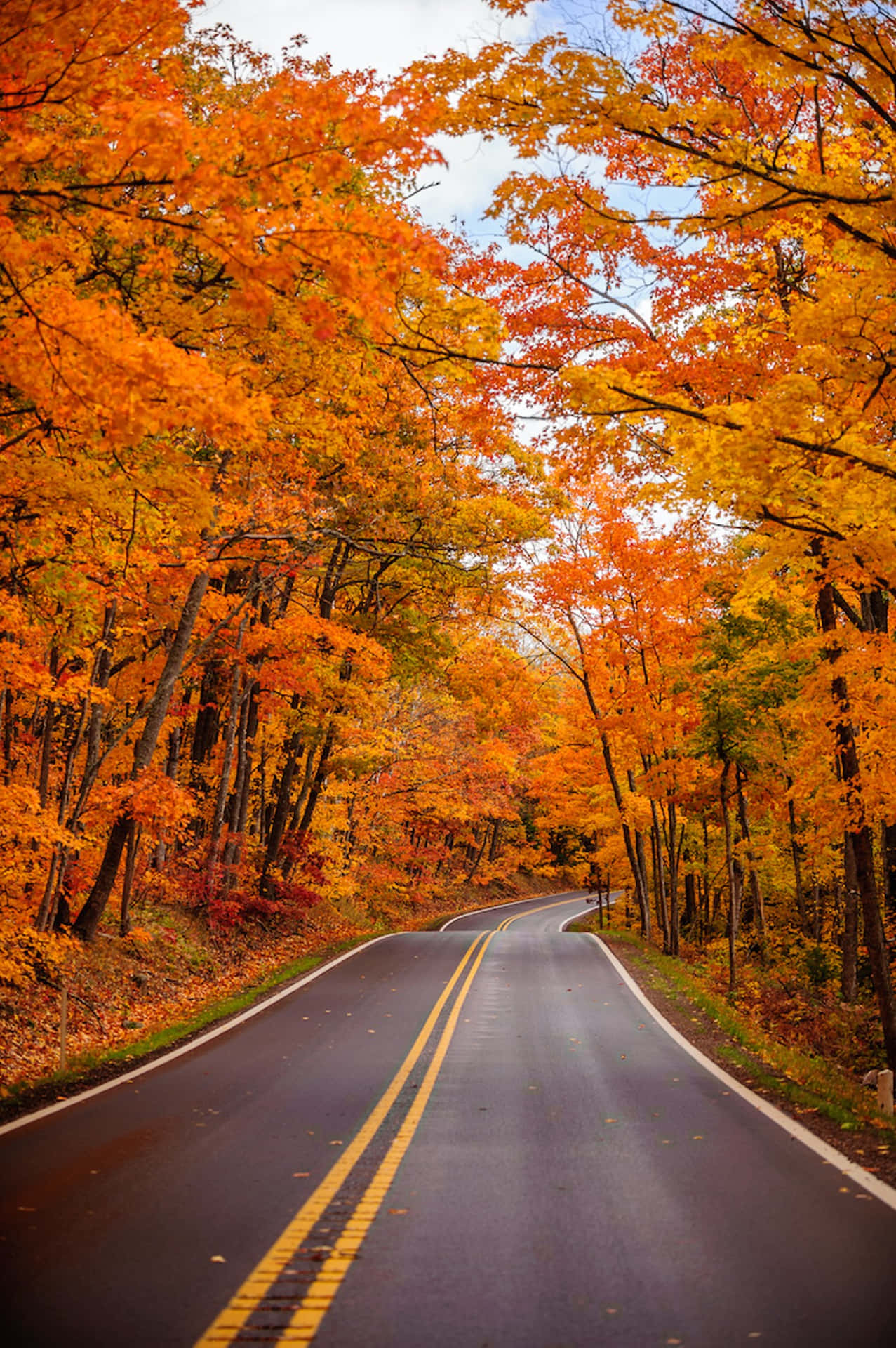Long Road Beautiful Fall Autumn Trees Pictures 1280 x 1924 Picture
