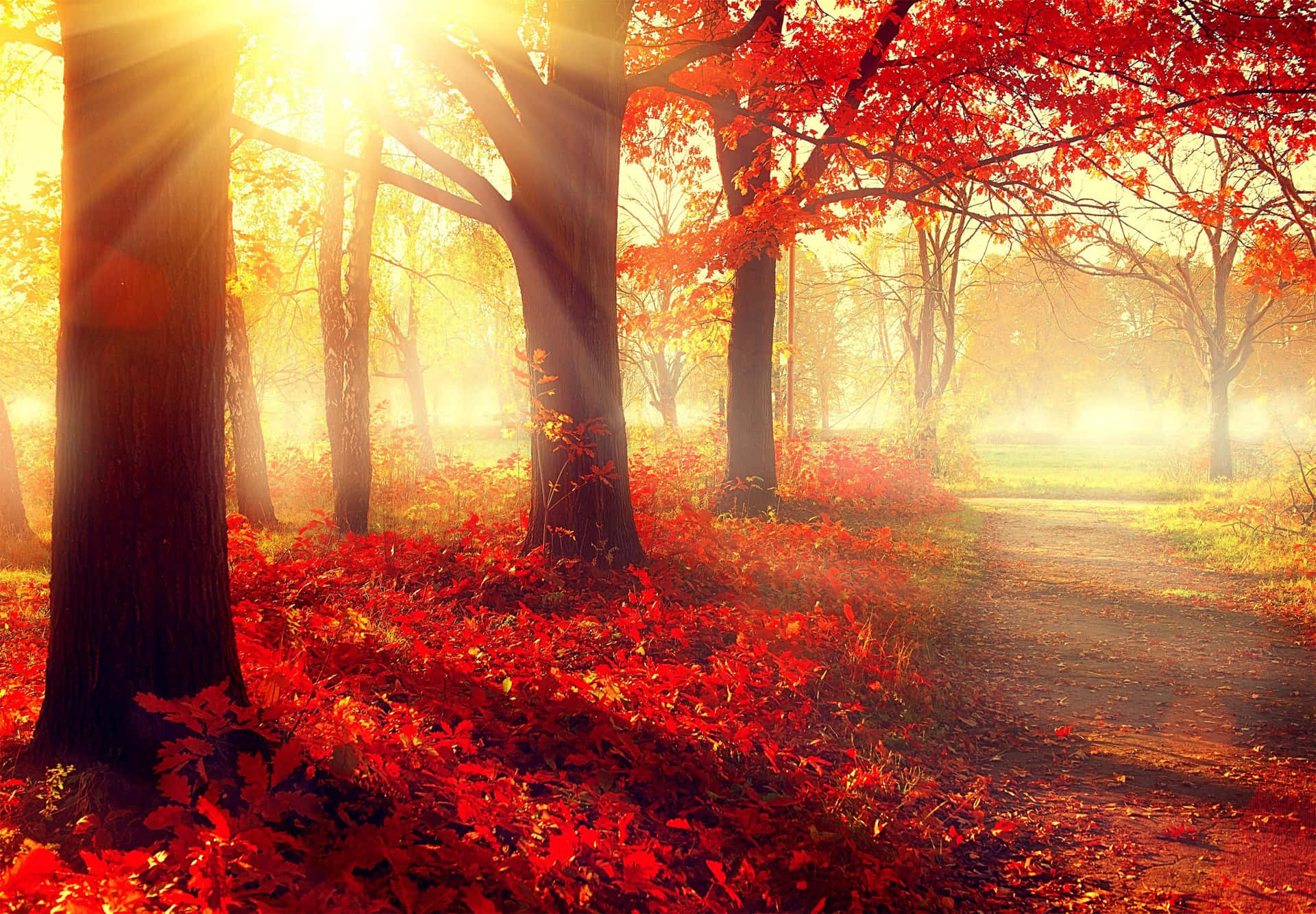 Beautiful Morning Sunshine In Forest At Fall Picture Wallpaper