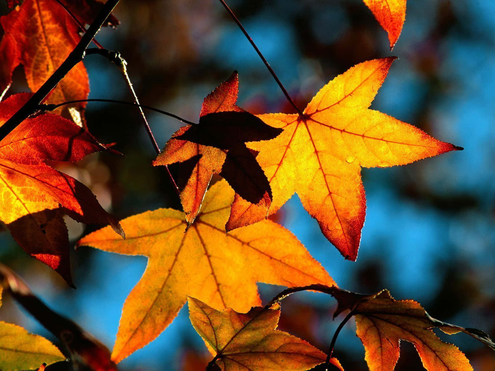 Beautiful Fall Leaves Close-up Pictures 1600 x 1200 Picture