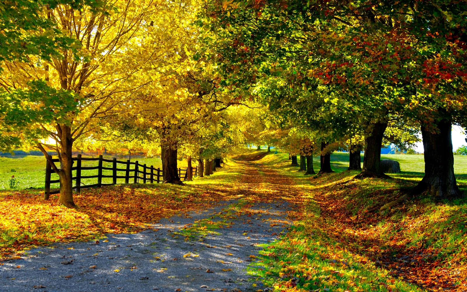 Field Road With Beautiful Fall Trees Pictures 1600 x 1000 Picture
