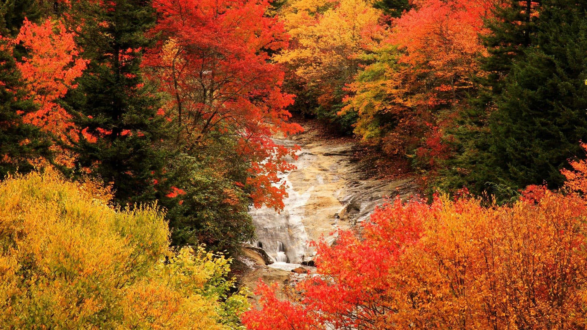 Goditila Bellezza Dell'autunno Con Queste Stupende Immagini. Sfondo